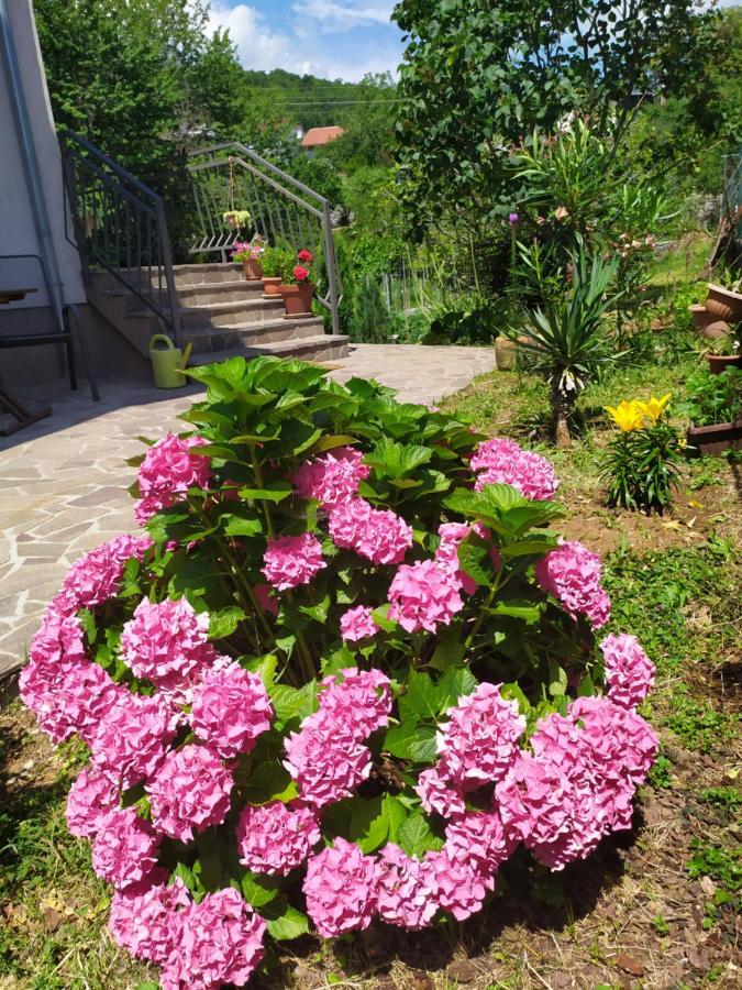 Vanda *